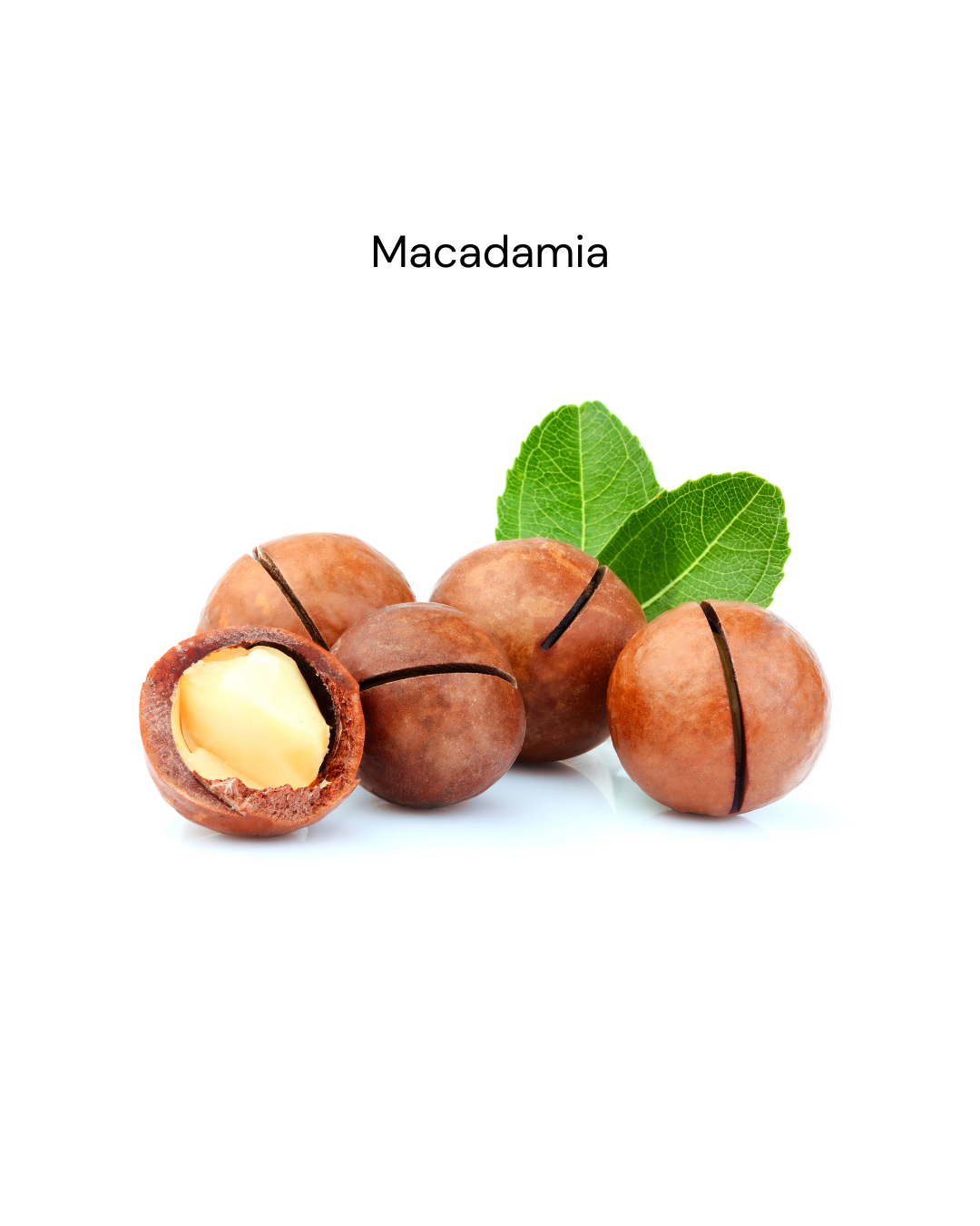 Macadamia